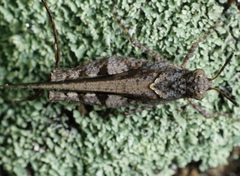 Trilophidia annulata