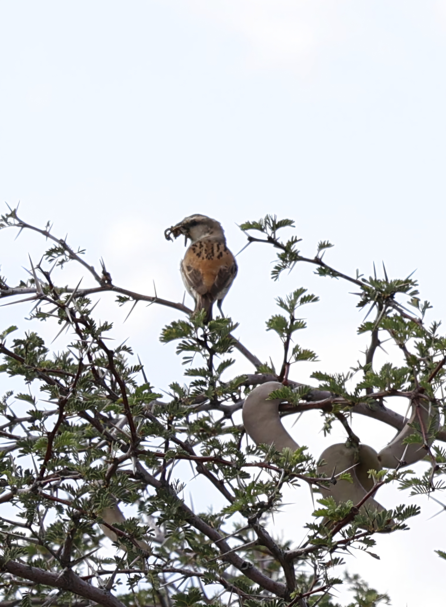 Great Rufous Sparrow illustration