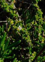 Lycium tetrandrum