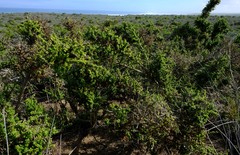 Lycium tetrandrum