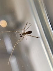 Episinus