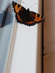 Aglais urticae