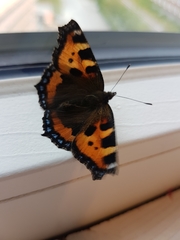 Aglais urticae