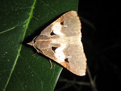 Avatha discolor