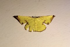 Corymica