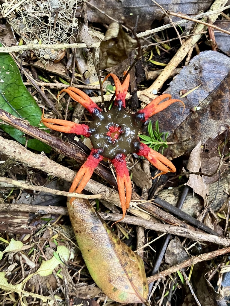 Aseroe rubra · February 2025 · photo: © bihnz (iNaturalist, cc-by)