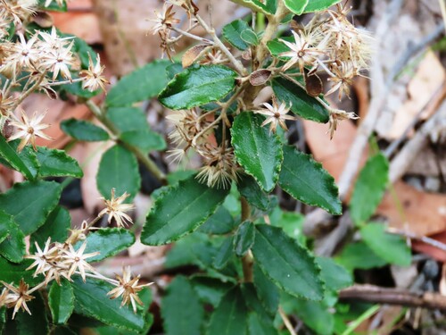 Image of Olearia myrsinoides by (c) Elspeth Swan, some rights reserved (CC BY)