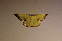 Corymica