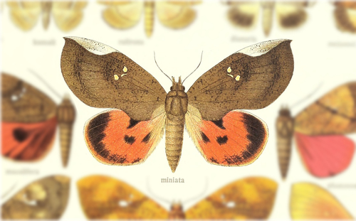 Lobophyllodes miniatus