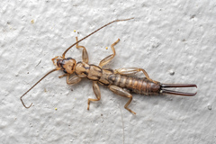 Pygidicranidae