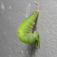 Polyura