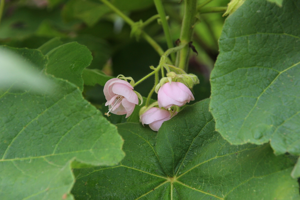 Foto de Dombéia-rosa