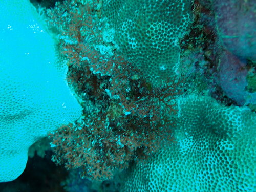 Portieria hornemannii observed 2025-02-23
