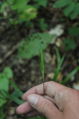 Hordelymus europaeus