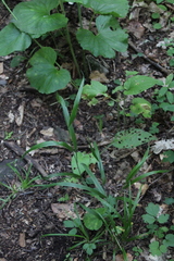 Hordelymus europaeus