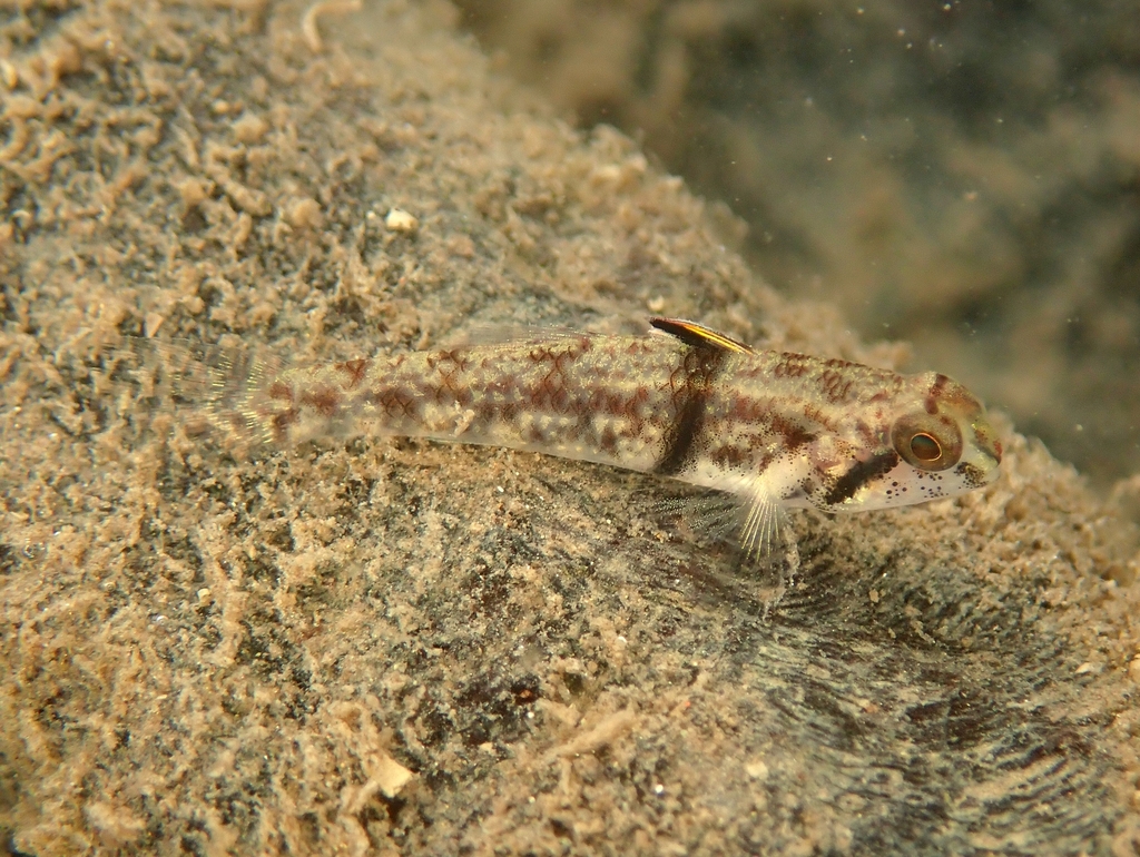 Banded gudgeon goby (Redigobius balteatus) — Gobiidae