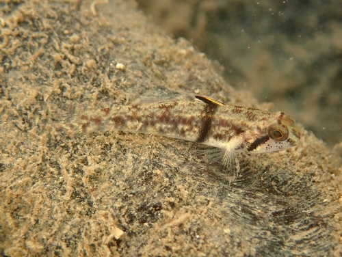 Gordel-grondel (Redigobius balteatus) — Gobiidae