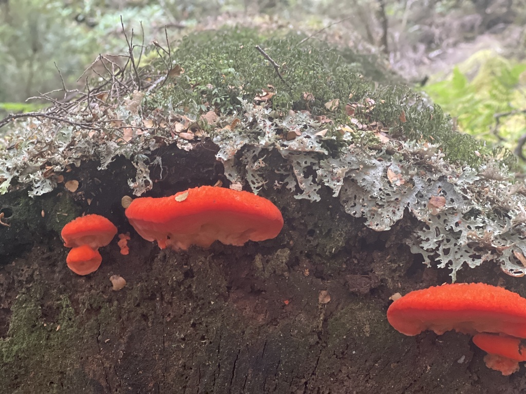 Aurantiporus pulcherrimus · February 2025 · photo: © brucehs (iNaturalist, cc0)