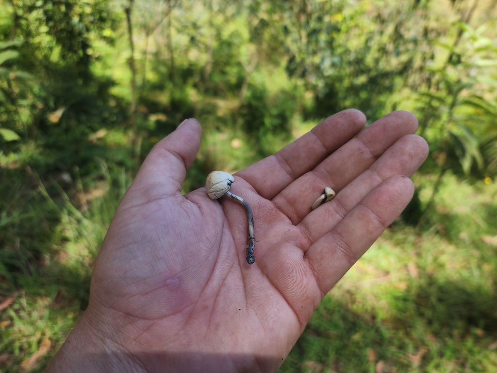 Panaeolus cyanescens · February 2025 · photo: © rotceh_dnih (iNaturalist, cc-by)