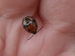 Tritomegas sexmaculatus