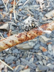 Araneus circe