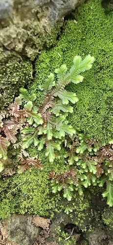 Selaginella repanda, photograph 6