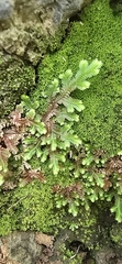 Selaginella repanda, photograph (c) 黃其君, some rights reserved (CC BY)