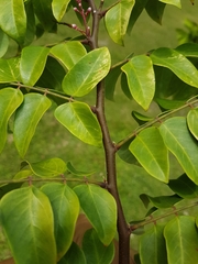 Averrhoa carambola image