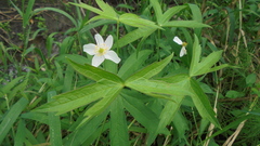 Anemonastrum dichotomum