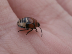 Tritomegas sexmaculatus