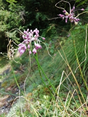 Allium carinatum pulchellum