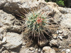 Mammillaria wagneriana