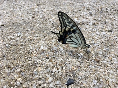 Papilio xuthus