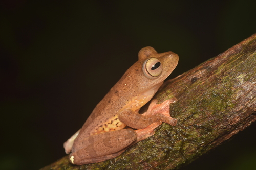 Rhacophorus pardalis