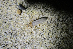 Copidita quadrimaculata