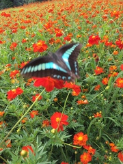 Graphium sarpedon nipponum