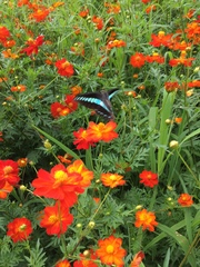 Graphium sarpedon nipponum