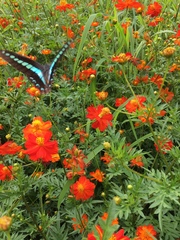 Graphium sarpedon nipponum