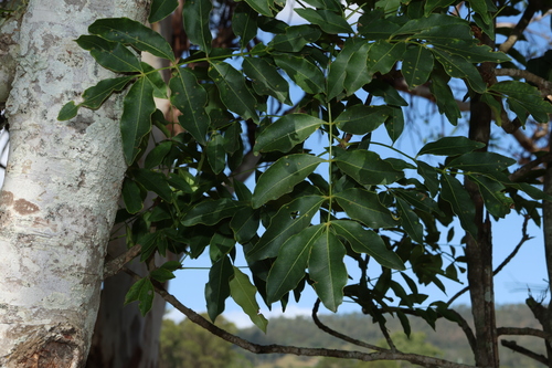 Image of Flindersia australis by (c) Greg Tasney, some rights reserved (CC BY-SA)