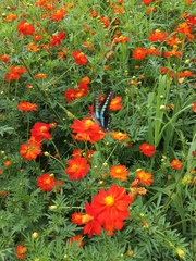 Graphium sarpedon nipponum