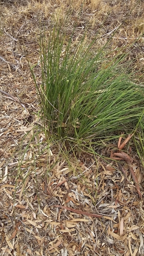 Image of Dianella brevicaulis by (c) Rosalie Lawrence, some rights reserved (CC BY)