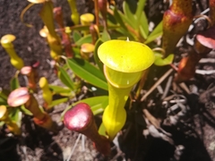 Nepenthes pervillei image