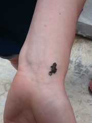 Bufo bufo
