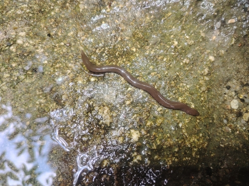 Larut Caecilian, Ichthyophis larutensis