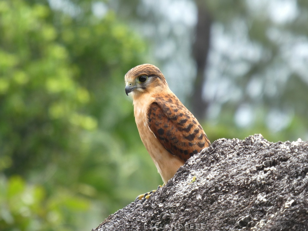Seychelles Kestrel photo