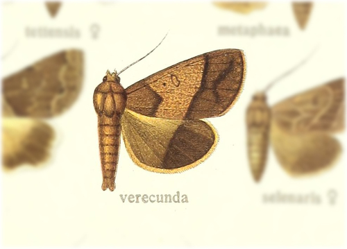 Ophiusa verecunda