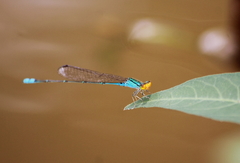 Pseudagrion rubriceps