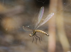 Libellago lineata
