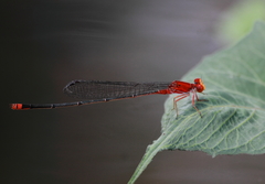 Pseudagrion pilidorsum declaratum