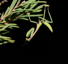 Austromantis albomarginata